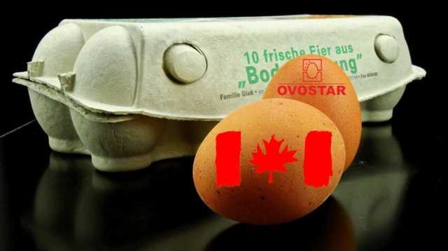 Що поєднує Ovostar і Канадське посольство у господарському спорі двох українських підприємств