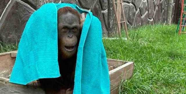 "Животные замерзнут насмерть": зоопарку под Киевом угрожает отключение газа