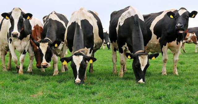 Минагрополитики выделило 57,7 млн грн дотации владельцам коров