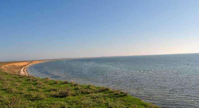 Экологическая катастрофа в Крыму: берег Сиваша усеян трупами птиц