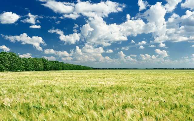 В каких случаях земельный участок может уйти государству: в Минюсте дали разъяснение