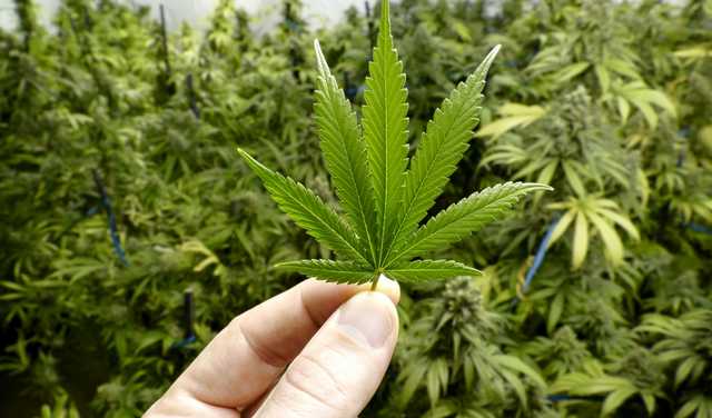 В США начали пересматривать отношение к легализации марихуаны