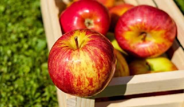 Яблука гниють на землі: садівники навмисне знищують урожай