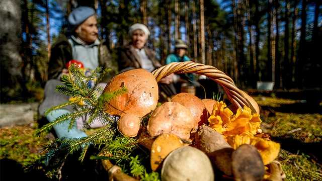 Рада намерена запретить продавать на рынках грибы, собранные в лесу
