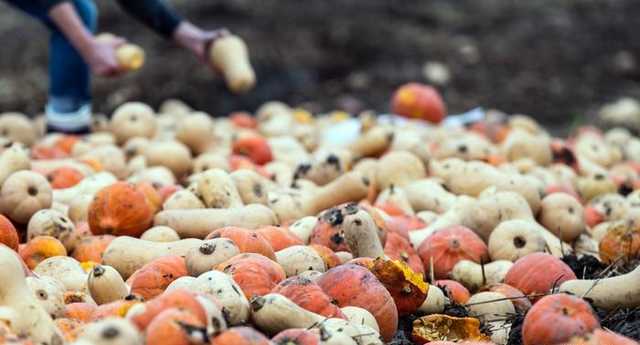 Deutsche Welle: в Германии раздают даром «кривые» овощи