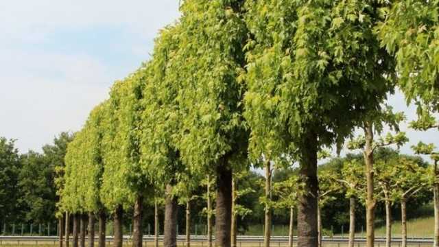 Комунальники Терехова купили кущі та дерева в рази дорожче комунальників Кличка