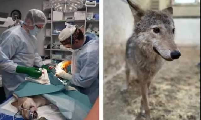 Киевлянка держала в квартире на Оболони целый зоопарк