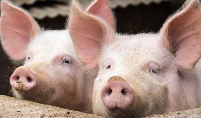 Под Черновцами на свалке нашли тушу свиньи, зараженную африканской чумой