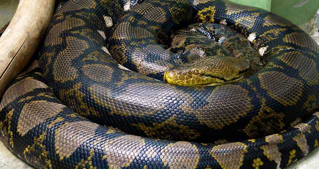 На Сумщине в центре города нашли трехметрового питона