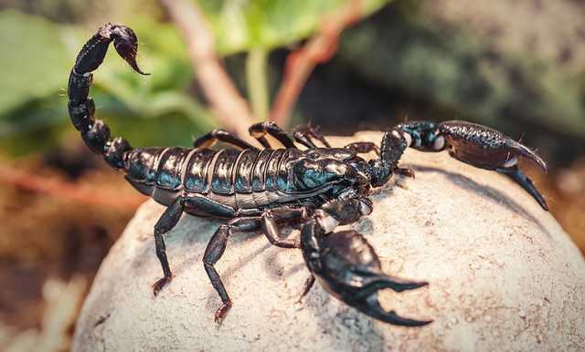 В Египте из-за нашествия скорпионов погибли три человека. Более 400 были ранены