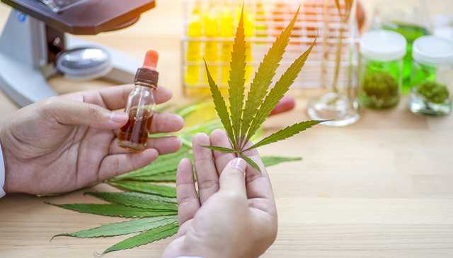 Минздрав вынес законопроект о легализации медицинского каннабиса на общественное обсуждение