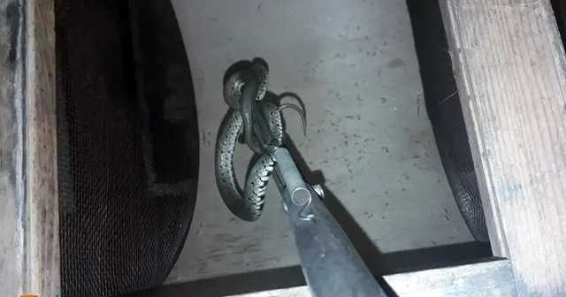 В Днепре метровая змея заползла на кухню жилого дома