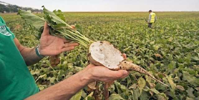 Почему сахара в Украине производят все меньше, а цены на сахар превышают мировые