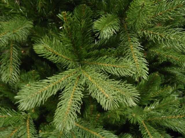 В Украине стартовали продажи елок: сколько стоят новогодние красавицы