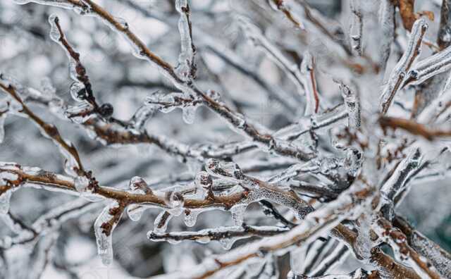 Появились фото последствий ледяного дождя в Киеве