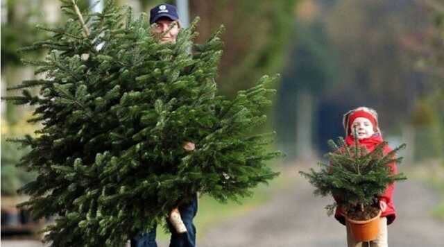 В Україні почали продавати новорічні ялинки: скільки хочуть за дерево