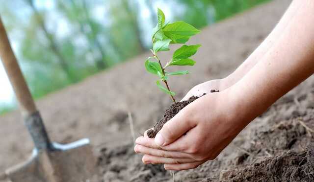 Указ Зеленского о "миллиарде деревьев за три года" выполнили на 5,8%