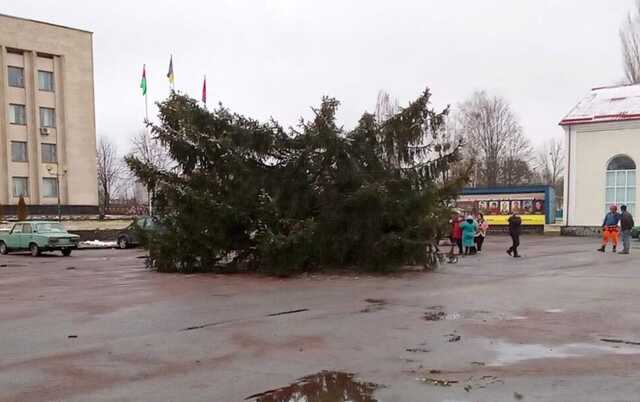 На Житомирщині святкова ялинка зламалася навпіл і впала разом з арбористом
