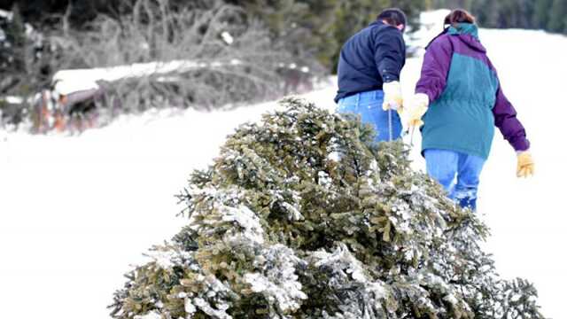 В Киеве будут наказываться за незаконную вырубку елок: размер штрафов