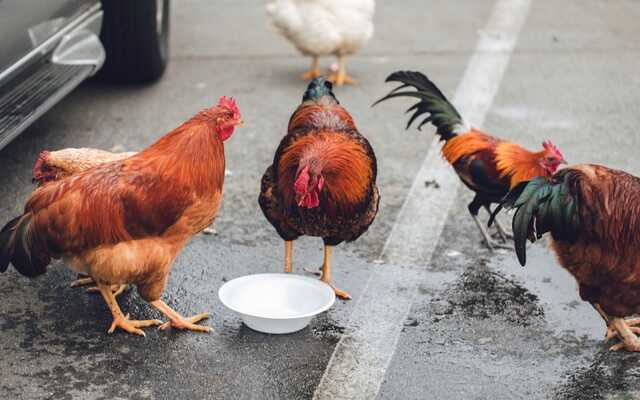 Сломали 8 ребер и лопатку: пенсионера жестоко избили из-за кур