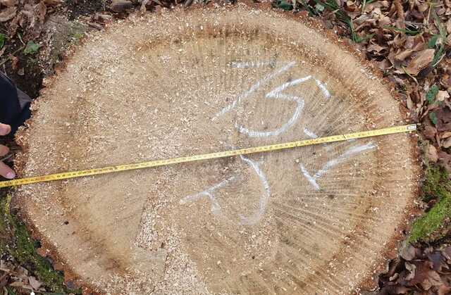 В Мокрянском лесхозе незаконно спилили деревья стоимостью в 5,3 млн гривен