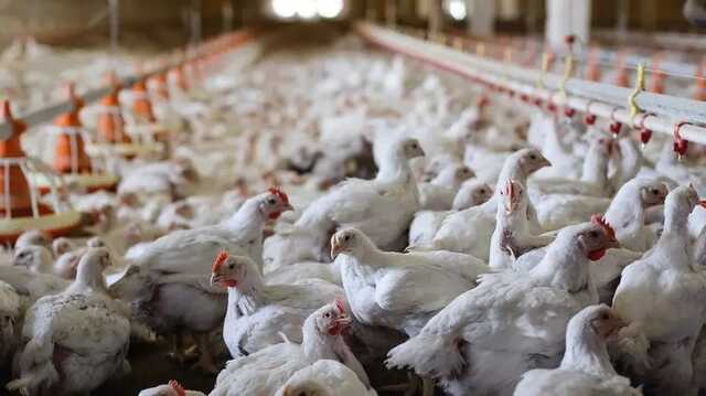 Производители птицеводства также заявили об остановке производства из-за роста цен на газ