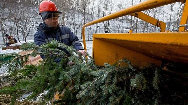 В Киеве с 4 января начнут работать пункты приема елок и сосен