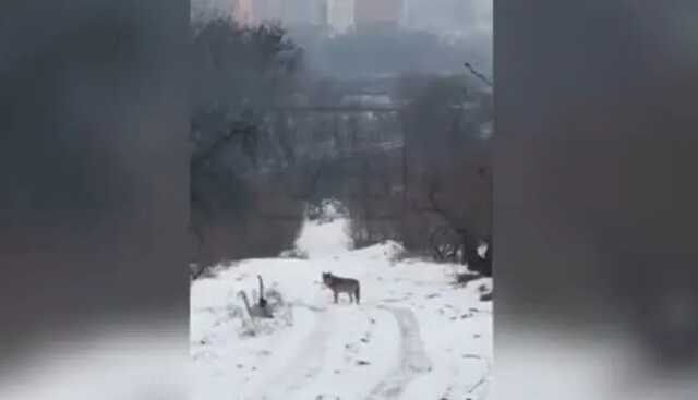 В киевском ботаническом саду заметили бродячего волка, который гуляет там с лета