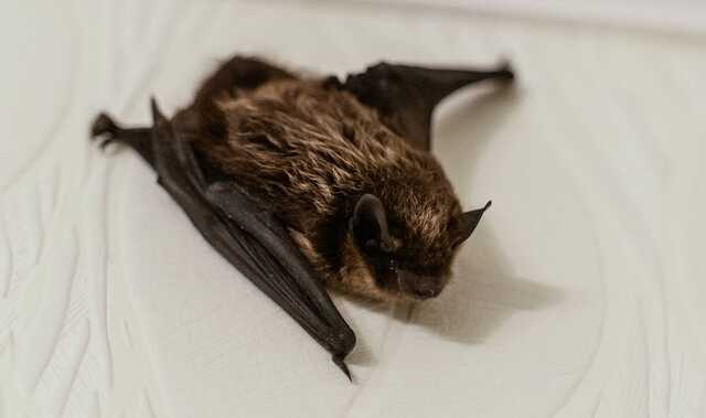 В Днепре летучая мышь проникла в квартиру к людям через вентиляцию в ванной