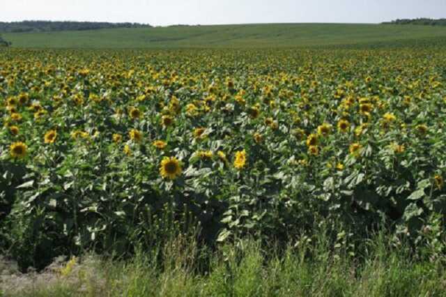 Руководство ГП «Укрлечтравы» растратило 22 млн гривен