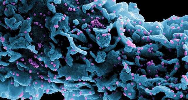 Новый вариант коронавируса из Франции: что о нем известно