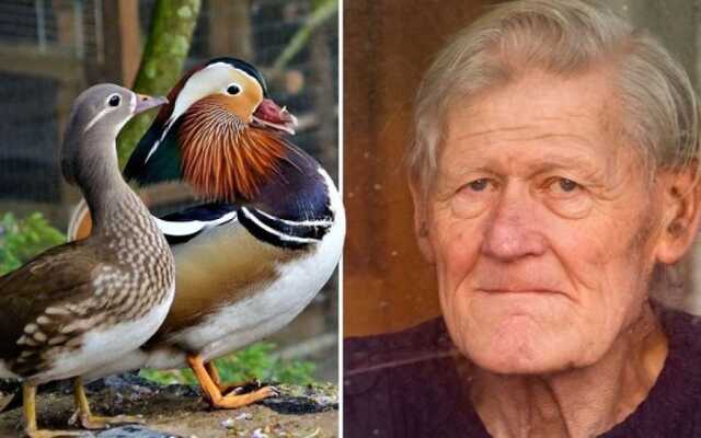 В Британии высокопатогенным птичьим гриппом заразился мужчина, живший со 160 утками