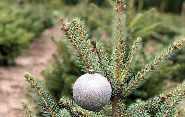 В Киеве показали, как выглядит "кладбище" нераспроданных новогодних елок