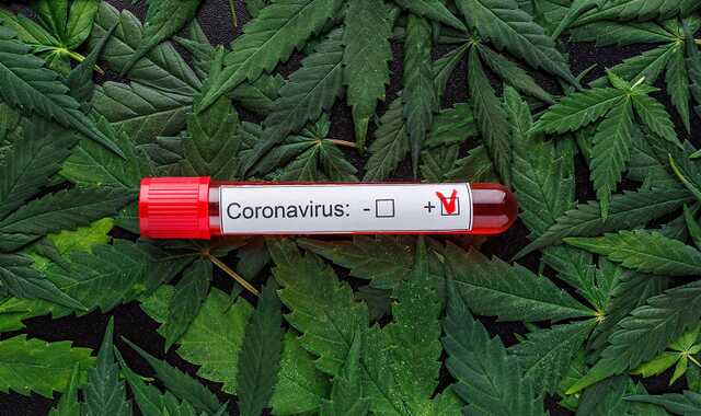 Каннабис может предотвращать заражение всеми штаммами коронавируса - американские ученые