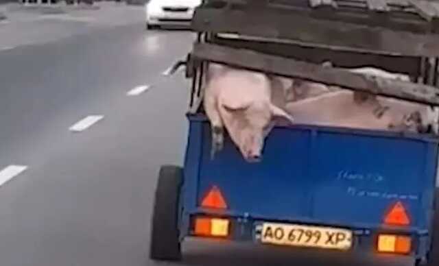 В Мукачево свинья сбежала из прицепа движущегося авто под ликование очевидцев
