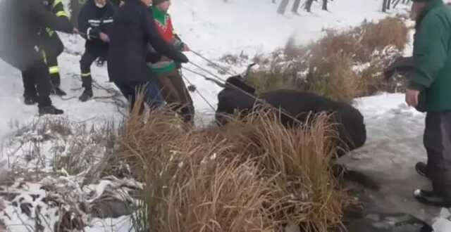 В Сумах спасатели вытащили корову, которая провалилась под лед