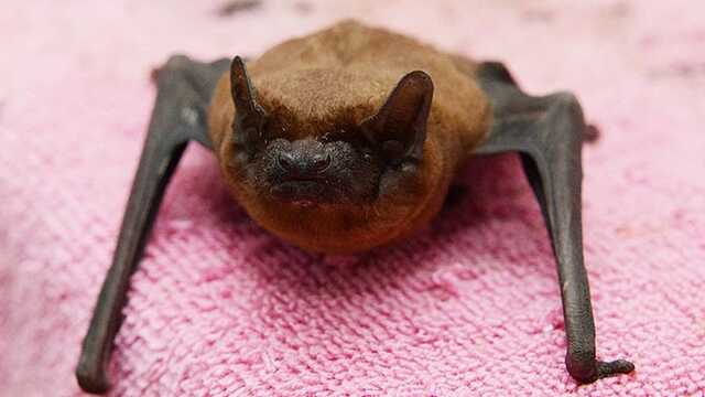 В холодильнике у киевлянки зимуют две сотни летучих мышей, спасаясь от людей
