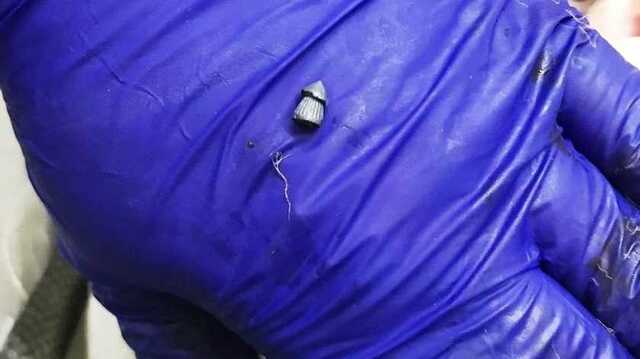 В киевском парке "Наталка" неизвестный подстрелил лебедя из винтовки