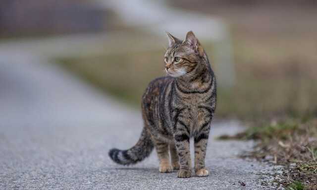 В Днепре перебегавший дорогу кот спровоцировал ДТП