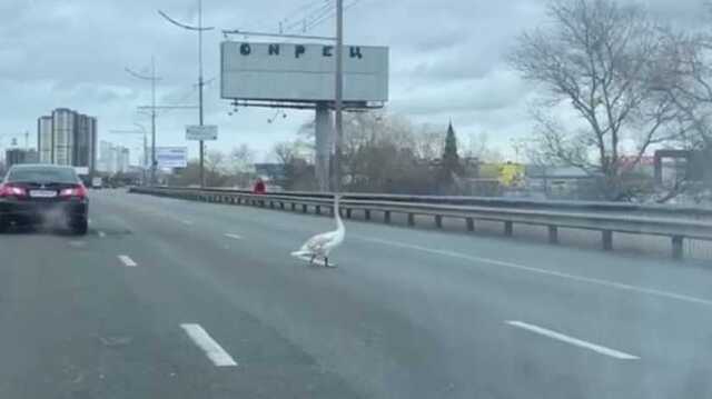 На проспекте Бандеры автомобили пропускали лебедя-"пешехода": трогательное видео