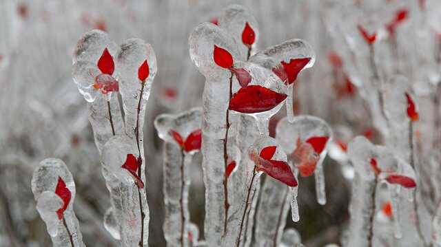 В канадской Новой Шотландии ледяной дождь оставил без электроэнергии десятки тысяч человек