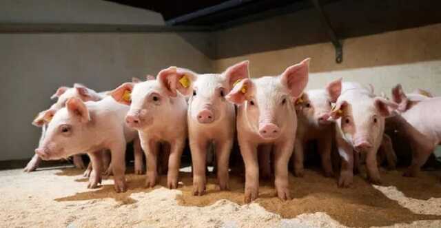 В Житомире в колонии вспыхнула африканская чума свиней