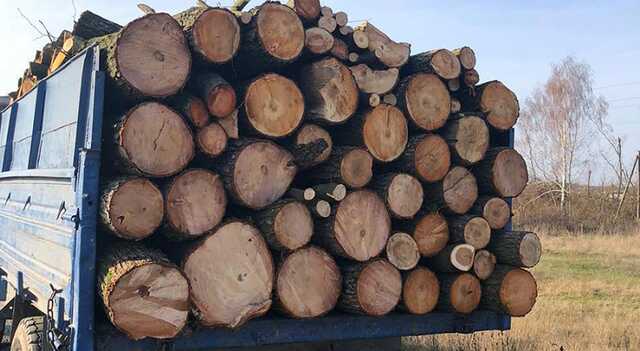 В Харьковской области разоблачили схему вырубки леса