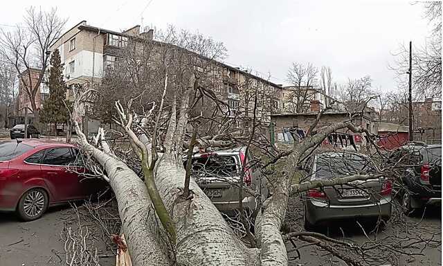 В Николаеве огромное дерево упало на несколько автомобилей