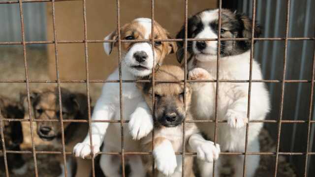 В Харькове оккупанты разбомбили приют для животных