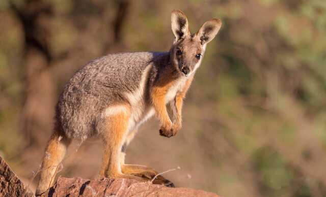 В экопарке под Харьковом из-за обстрелов погибли двое кенгуру