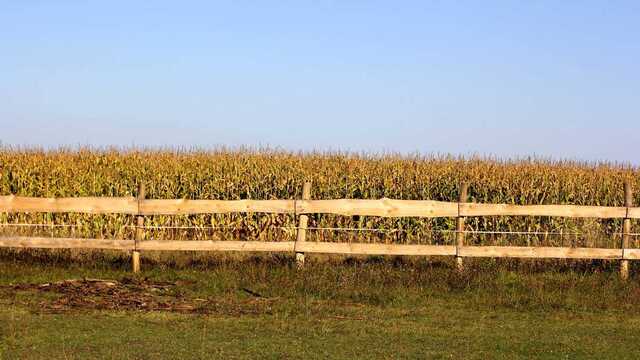 Одна из сбитых в Винницкой ракет упала в кукурузное поле