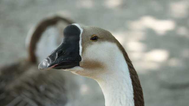 На Николаевщине испуганные рашисты расстреляли гуся