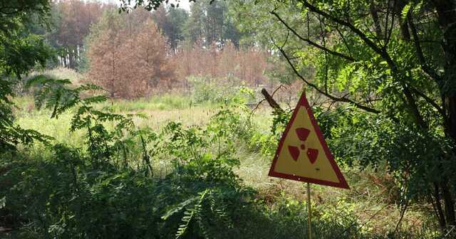 Российские захватчики и Рыжий лес: последствия оккупации в наиболее загрязненной части Чернобыля