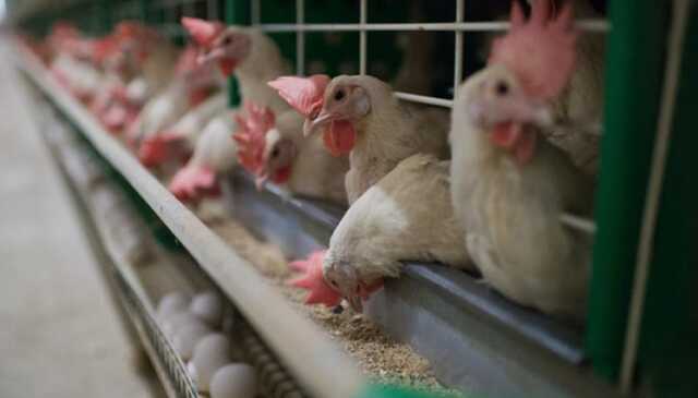 На птицефабрике в Чернобаевке погибло 4 миллиона кур, – СМИ